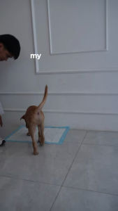 Pee Away Pet Absorbent Pee Pads 50 Sheets