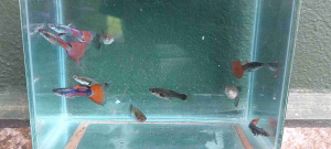 Guppy Fish Random 1 Pair