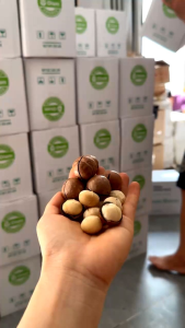 Hạt macca DakLak size đại 500g