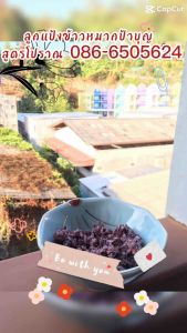 ลูกแป้ง 30 ลูก ลูกแป้งข้าวหมาก สาโท ลูกแป้งข้าวหมากป้าบูชี สูตรโบราณ ลูกแป้งขาวหมาก นครศรีธรรมราช