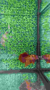 Candy Male Betta Fish (M59)