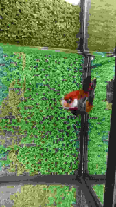 Candy Male Betta Fish (M60)