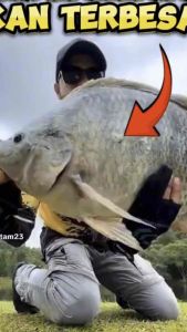 Esen Lumut Spesial ikan Nila