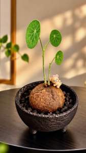Stephania erecta 招财圆叶山乌龟 Kokedama | Feng Shui Lucky Plant | Indoor Plant | 苔藓球 | Letsplant.my