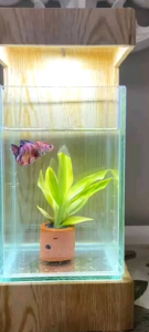 Aquarium Mini Cantik K1: Panduan Lengkap untuk Pemula