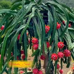 [Virladia Seeds] Biji Benih tanaman Buah Naga Merah