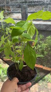 ต้นพันธุ์อังกาบหนูพร้อมปลูกในถุงดำ1-2ต้น