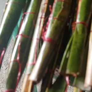 sahing or salong traditional herbal for (binat)
