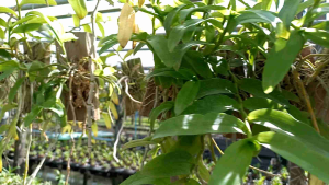 เอื้องสายหลวงใต้ เกาะตอ