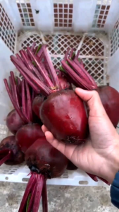 Bit root/beet bagus untuk penambah Hb darah