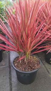 ต้นเข็มสามสี เข็มสามสี เข็ม ไม้โชว์ใบ ขนาดกระถาง 11 นิ้ว ไม้พุ่ม rsinbow tree