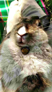 kalung karakter tali prusik