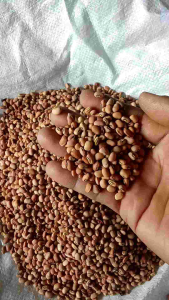 kacang merah lokal 1kg kacang sayur
