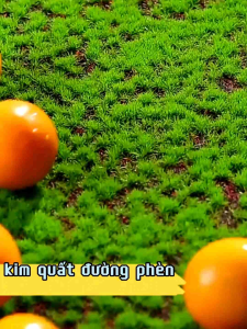 1kg quất hoàng .kim đường phèn loại đặc biệt