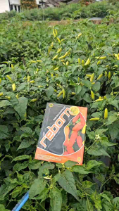 Cabe Rawit Unggul REBORN TAVI 10 GR Cabe Rawit Unggul REBORN TAVI 10 GR cabe rawit tahan virus  antibule dan gemini  pertumbuhan genjah  buah padat& berbobot.cabe klaster naik  tipe ori.