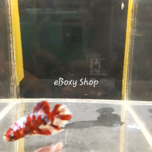 Galaxy Koi Plakat Betta