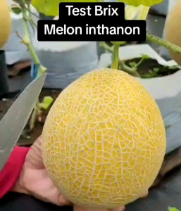 6 BUTIR BIJI/BENIH MELON INTHANON GOLDEN EMERALD SWEET