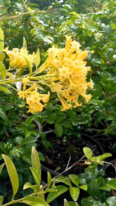 ราตรีสีทอง กระถาง 11 นิ้ว ต้นสวยและแข็งแรง (กทม)