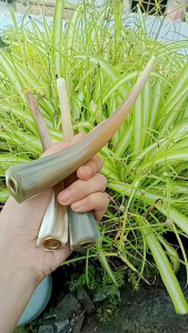 Once pipa cangklong tanduk kerbau bule motif ulir spesial R138