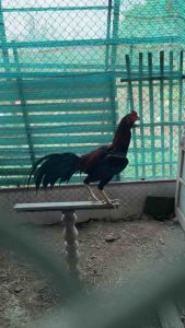 โปรตีนไก่ชน เสริมสร้างกล้ามเนื้อ 100 เม็ด คุณสมบัติของ Protein plus Calcium บรรจุ กระดูก และ เอ็น สำหรับกล้ามเนื้อ