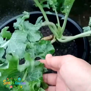 50 BUTIR BIJI/BENIH TANAMAN KALE DWARF SIBERIAN