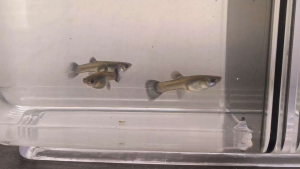 Black Moscow Guppy
