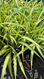 ต้นเตยทอง เตยด่าง เตยเศษรฐี