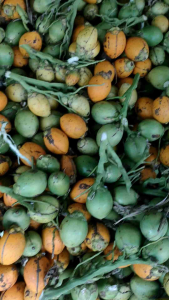 Buah pinang tua kuning Jambe wangi