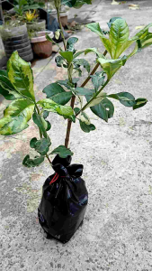 The variegated rosal (Gardenia jasminoides or Gardenia augusta var. variegata) is a highly ornamental evergreen shrub prized for its lush patterned foliage and intoxicatingly sweet fragrance. LIVE PLANT IN POLYBAG