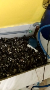 KELOMANG KRUCUT HIDUP 1KG STOK TAK TERBATAS UMPAN BAWAL DAN LELE SEPESIALIS INDUKAN UMPAN REKOMEN UMPAN JITU UMPAN PECINTA BAWAL
