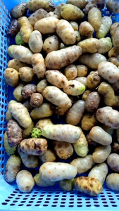 Trái Nhàu Già Chín Cây Được Rửa Sạch Để Khô Ráo Rồi Để Túi Nilon Khách nhận hàng chỉ việc để kéo hủ ngâm