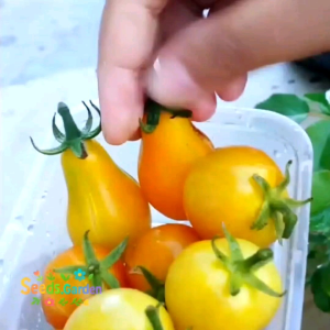 15 Butir Biji/Benih Tomat Pear Kuning/Tomato Yellow Pear