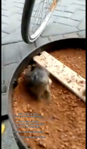 Pasir Kipu BRJ Branjangan 1KG Anti Jamur Bakteri Mineral | Media Kipu Steril