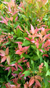 [DPK M01] Dompet Pria BerKualitas Dompet Standard Lipat Hitam ( Tanpa Box )