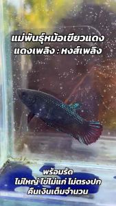 แม่พันธุ์หม้อเขียวแดงชบา ผิวน้อยๆ VIP.หงส์เพลิง สายพันเงินเทหมื่น รับประกันตรงปก