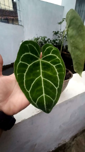 PROMO!!! Tanaman Hias Rimbun Berbunga Anthurium Crytalllinum ( Kuping Gajah )