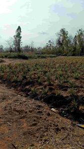 หน่อสับปะรดห้วยมุ่น100หน่อฟรี10หน่อ