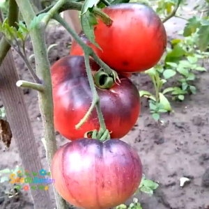 10 BUTIR BIJI/BENIH TANAMAN TOMAT AMETHYS JEWEL