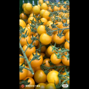 15 BUTIR BIJI/BENIH TOMAT CHERRY WARNA KUNING