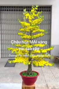 Hoa giả trang trí ngày Tết - Chậu hoa MAI VÀNG nhân tạo cao 175cm