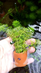 Limnophila sessilliflora Tanaman Aquascape Hiasan akuarium dekorasi akuarium