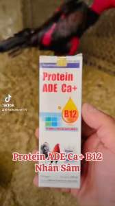 Protein B12 Nhân Sâm cho gà chiến