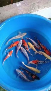 JAPAN KOI 30-35cm from MARUHIRO MARUSEI & ISA FARM 6pcs STOCK CLEARANCE COMBO OFFER AT 2998 + shipping 100 ( 2 boxes )