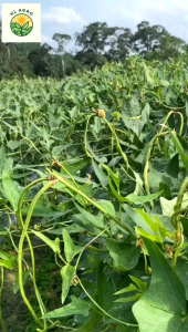 GLIBOR-CA Biolchim 1L 微量营养液🌿 combined calcium and boron 钙棚