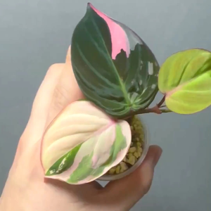 ฟิโลเดนดรอน มิแคนส์ พิงค์ ลายด่างชมพูล๊อตลุ้นด่างกระถางขนาด3-4นิ้ว