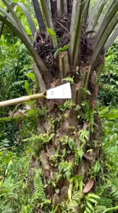 DODOS DIAMOND GOLD  5 INCI