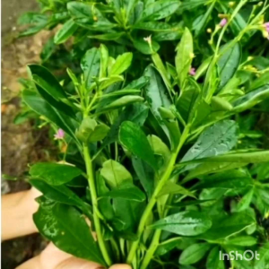 WATERLEAF(巴參菜) organik 天然&有机菜100 gram