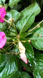 Golok Sembelih Full Kayu: Alat Sembelih Tradisional yang Berkualitas