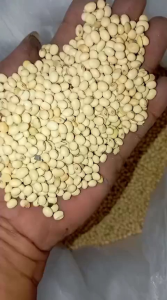 BENIH KEDELAI GROBOGAN SUPER UNGGUL 1 KG