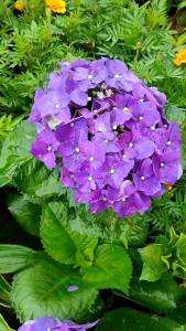 Hydrangea / 绣球花 / Bunga Hortensia / हाइड्रेंजिया (Singapore: Hydrangea) – Colorful Blooms Long Lasting Easy Care Eleg